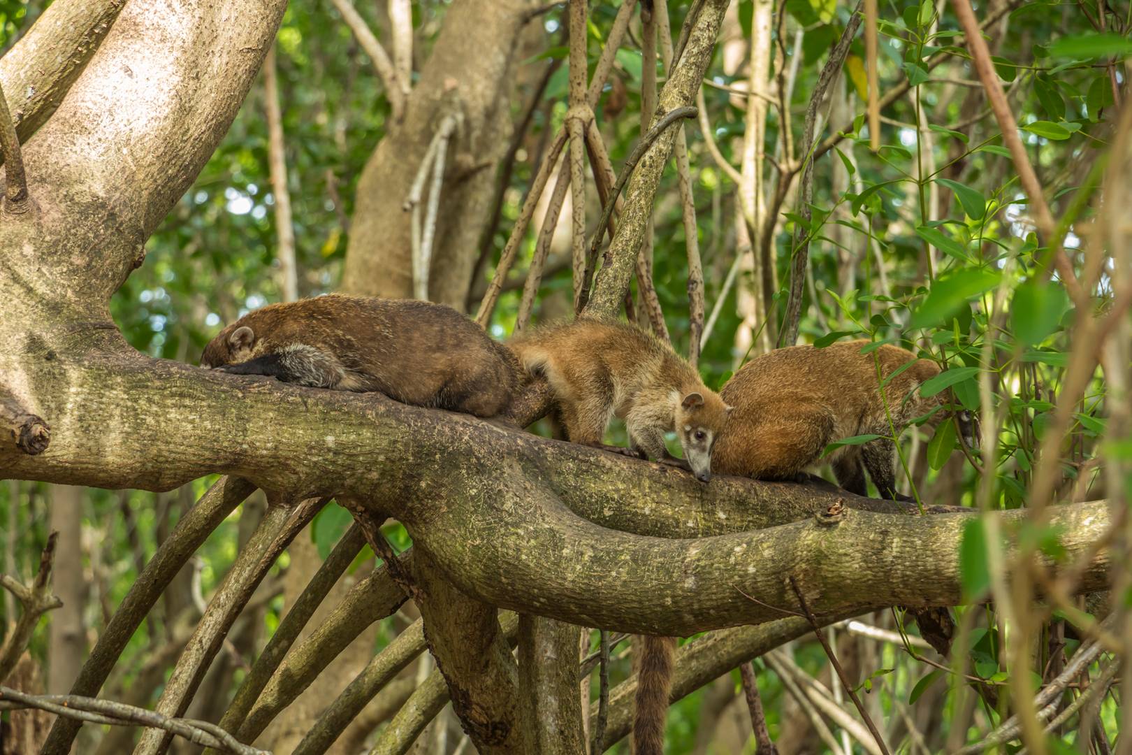Sandos Caracol Eco Resort - All-Inclusive