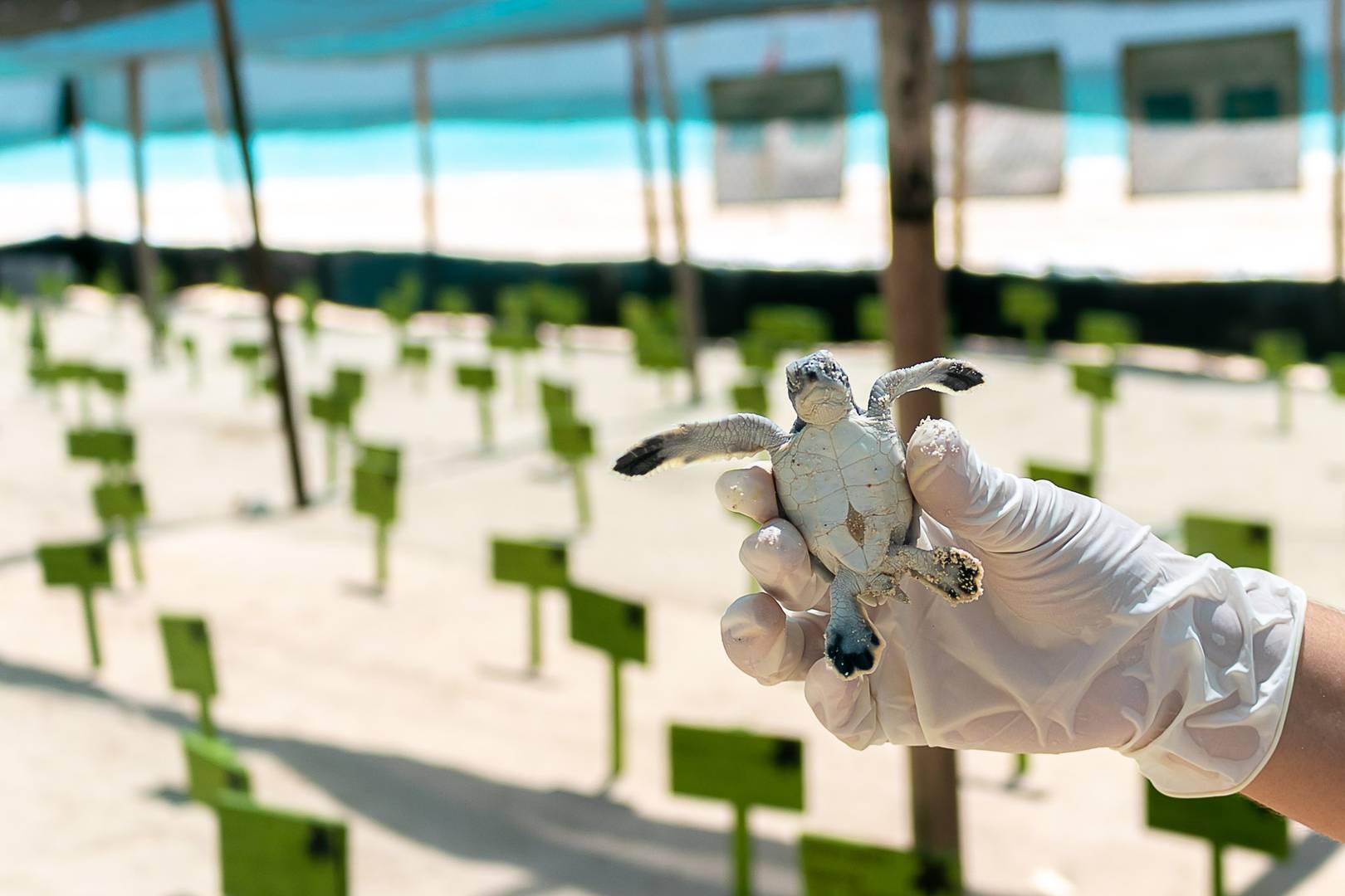 Cancun Vacations - Valentin Imperial Riviera Maya - Adults-Only, All-Inclusive - Property Image 290